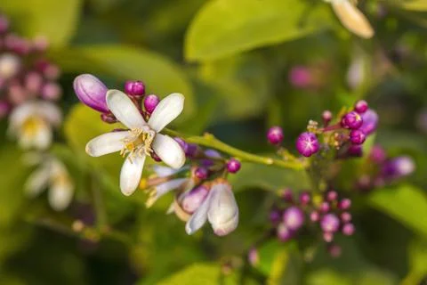 Lemon tree flowers in spring Stock Photos