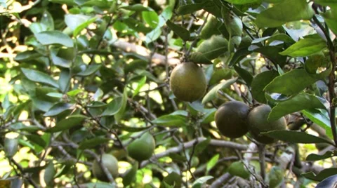 Lemon tree Stock Footage 8677464