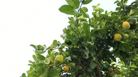 Lemon Tree Video stock 20443293