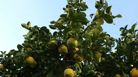 Lemon Tree Video stock 20443319