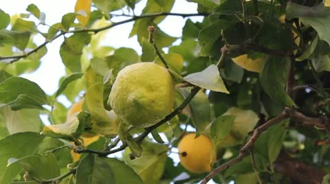 Lemon Tree Video stock 20444121