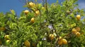 Lemon tree HD Footage