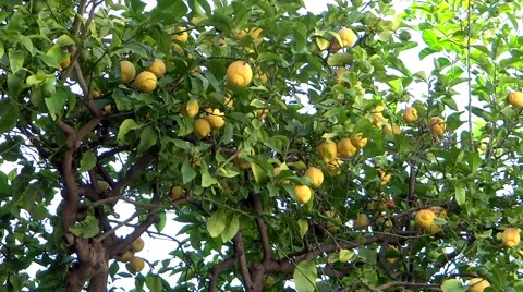 Lemon tree Video stock 41191563