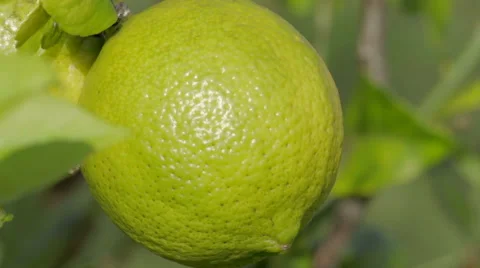 Lemon on a Tree 動画素材 47829057