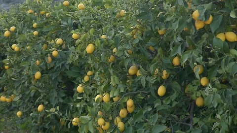 Lemon tree Stock Footage 86908509