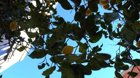 Lemon tree Stock Footage 125470877