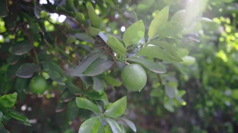 Lemon Tree 動画素材 139020489