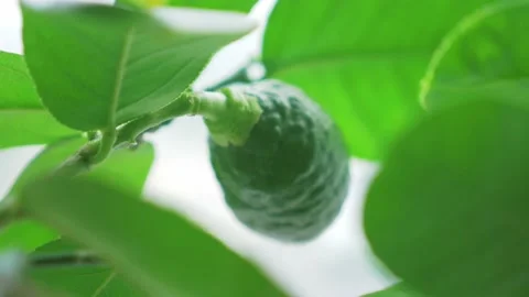 Lemon Tree Stock Footage 168170303