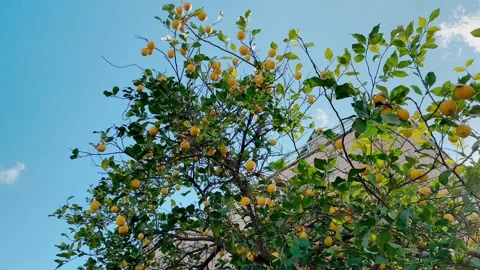 Lemon Tree 库存影片 231897008
