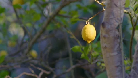 Lemon tree Stock Footage 233113294