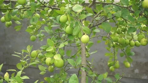 Lemon tree Stock Footage 250790101