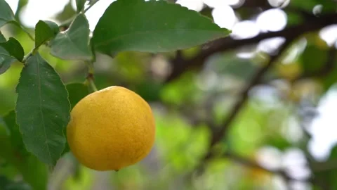 Lemon Tree Stock Footage 317980158