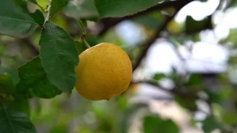 Lemon Tree Stock Footage 317980168