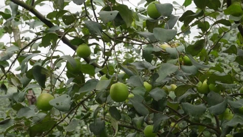 Lemon Tree 库存影片 333917855