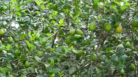 Lemon Tree Stock Footage 340749616