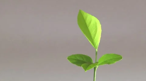 Lemon tree, four leafes. Stock Footage 7751326