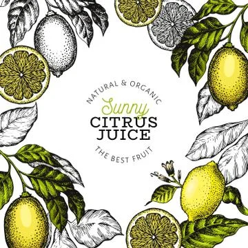 Lemon tree frame template. Hand drawn vector fruit illustration. Engraved sty Stock Illustration