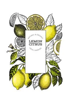 Lemon tree frame template. Hand drawn vector fruit illustration. Engraved sty Stock Illustration