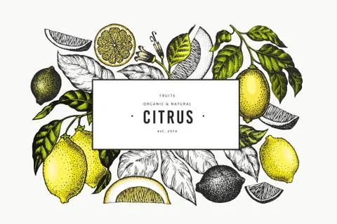 Lemon tree frame template. Hand drawn vector fruit illustration. Engraved sty Stock Illustration