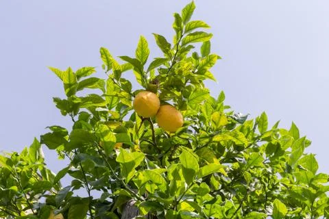 Lemon tree with fruit Foto stock