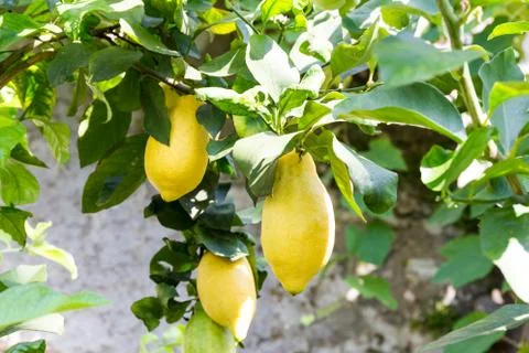 Lemon tree with fruit Stock Photos