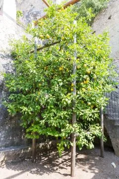 Lemon tree with fruit Foto stock