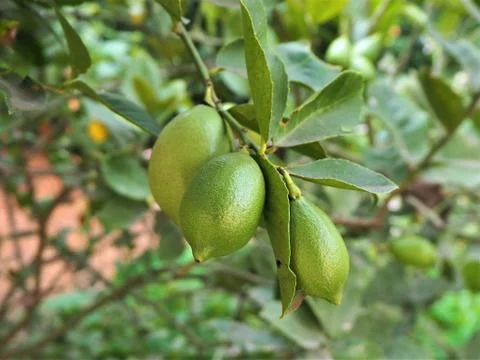 Lemon tree with fruit on 库存照片