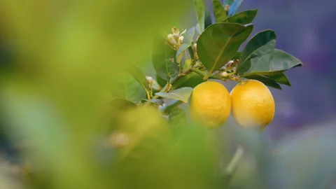 Lemon tree with fruits on the branches Stock Footage 150767598