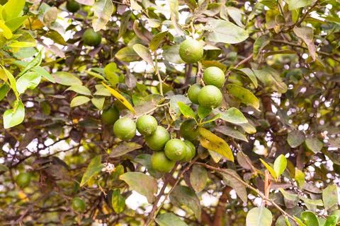 Lemon tree with fruits in Peruvian fields. Stock Photos