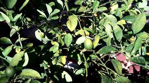 Lemon Tree in the Garden Stock Footage 40296988