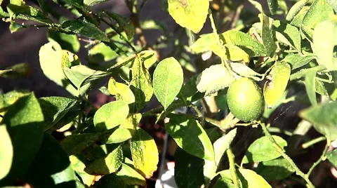 Lemon Tree in the Garden Stock Footage 40298181