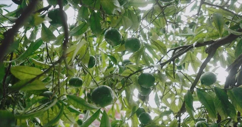 A lemon tree in the garden Stock Footage 129161155