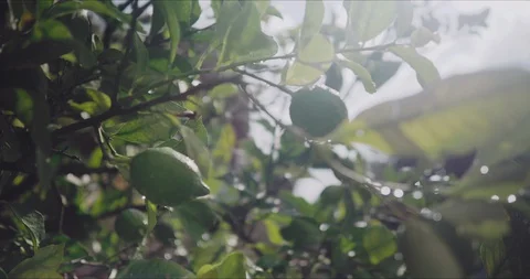 A lemon tree in the garden Stock Footage 129161435