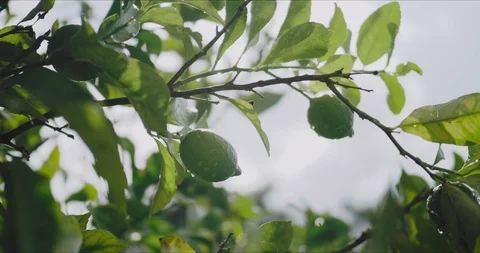 A lemon tree in the garden Stock Footage 129161819