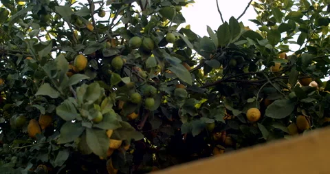 Lemon tree in the garden Video stock 192273244