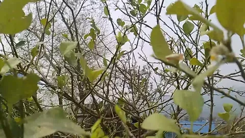 Lemon tree in the garden Stock Footage 303953173