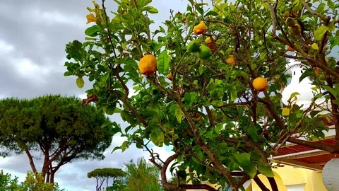 Lemon tree in the garden. Italy. Stock-Footage 311267378