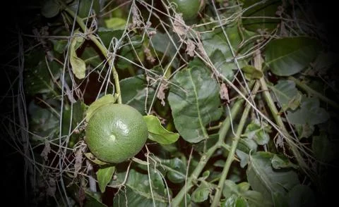 Lemon on the tree in the garden. Stock Photos