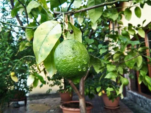 Lemon tree in the garden Stock Photos