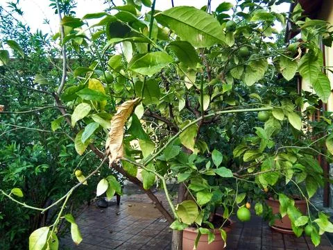 Lemon tree in the garden 库存照片