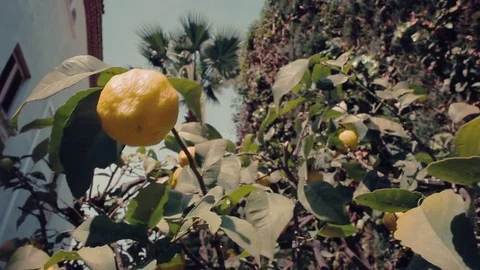 Lemon tree in garden by Spanish house Stock Footage 73898166