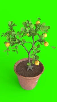 Lemon tree with green background Stock Illustration