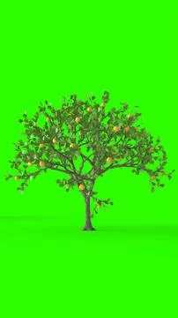 Lemon tree with green background Stock Illustration