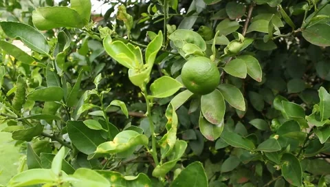Lemon Tree - Green Lemon Stock Footage 1017866