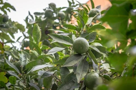 A lemon tree with green lemon Stock Photos