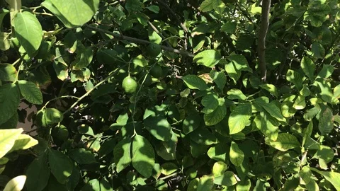 Lemon Tree with green lemons Stock Footage 92296920