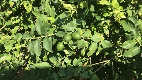 Lemon Tree with green lemons Stock Footage 92296924