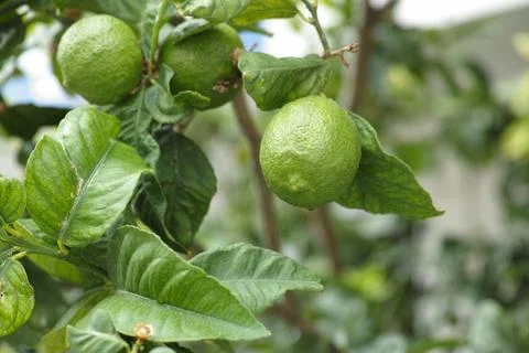 Lemon tree with green lemons Stock Photos