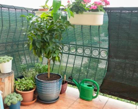 Lemon tree growing in flower pot on balcony Stock Photos