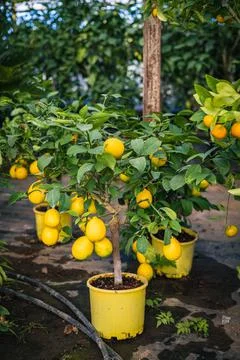 Lemon tree growing in a pot, Container Gardening. Close-up of lemon fruit in  Stock Photos